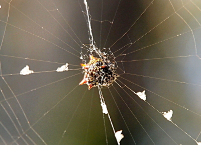 [The red spines are visible, but the rest of the spider is black with some patches of white.]